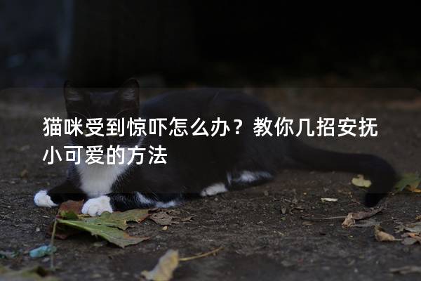 猫咪受到惊吓怎么办？教你几招安抚小可爱的方法