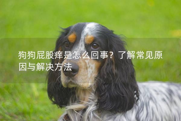 狗狗屁股痒是怎么回事？了解常见原因与解决方法