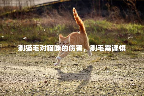 剃猫毛对猫咪的伤害，剃毛需谨慎