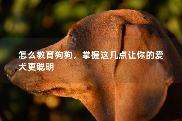 怎么教育狗狗，掌握这几点让你的爱犬更聪明