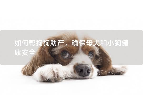 如何帮狗狗助产，确保母犬和小狗健康安全