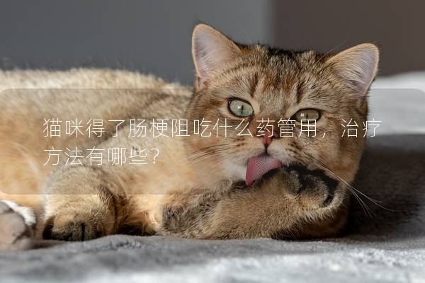 猫咪得了肠梗阻吃什么药管用，治疗方法有哪些？