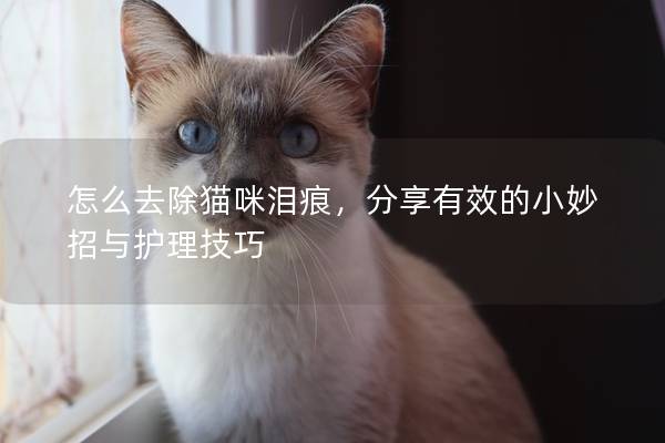 怎么去除猫咪泪痕，分享有效的小妙招与护理技巧