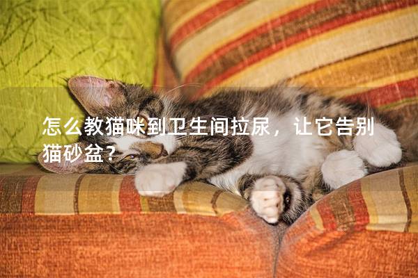 怎么教猫咪到卫生间拉尿，让它告别猫砂盆？