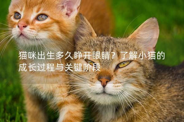 猫咪出生多久睁开眼睛？了解小猫的成长过程与关键阶段