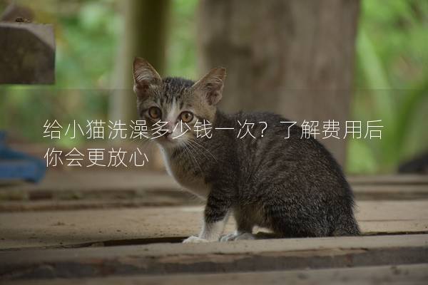 给小猫洗澡多少钱一次？了解费用后你会更放心