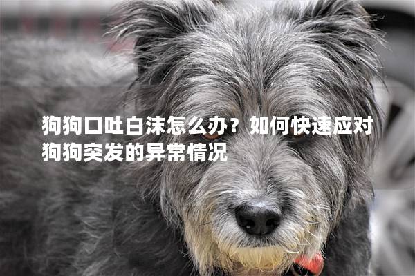 狗狗口吐白沫怎么办？如何快速应对狗狗突发的异常情况