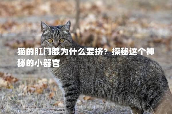 猫的肛门腺为什么要挤？探秘这个神秘的小器官