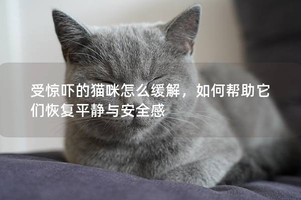 受惊吓的猫咪怎么缓解，如何帮助它们恢复平静与安全感