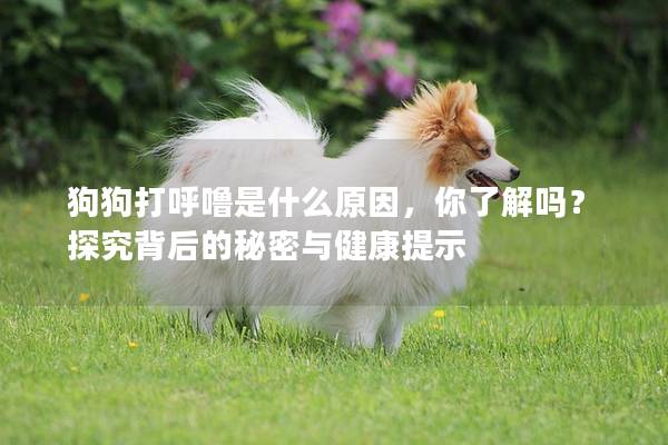 狗狗打呼噜是什么原因，你了解吗？探究背后的秘密与健康提示