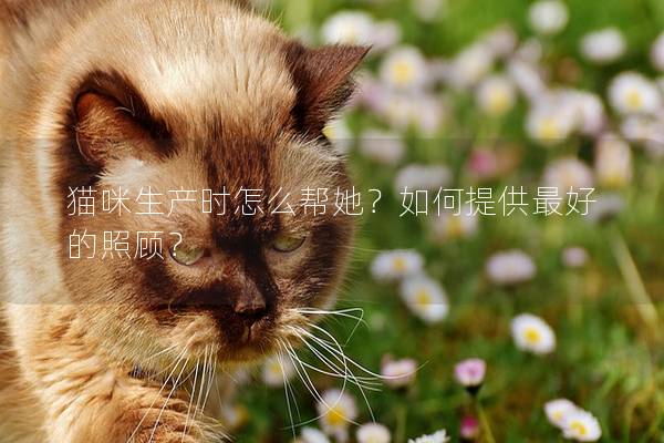 猫咪生产时怎么帮她？如何提供最好的照顾？