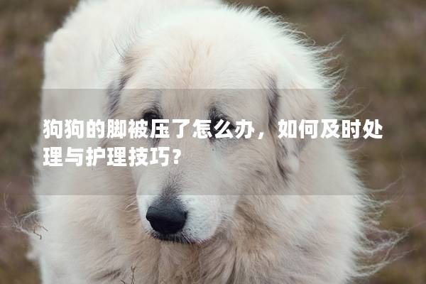 狗狗的脚被压了怎么办，如何及时处理与护理技巧？