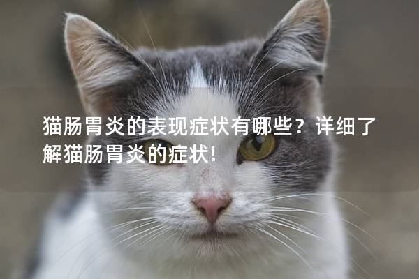 猫肠胃炎的表现症状有哪些？详细了解猫肠胃炎的症状!