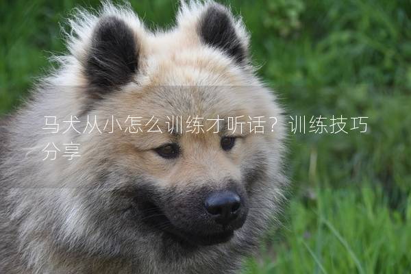 马犬从小怎么训练才听话？训练技巧分享