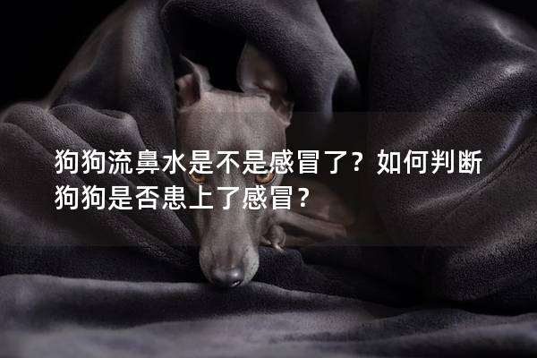 狗狗流鼻水是不是感冒了？如何判断狗狗是否患上了感冒？