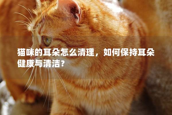 猫咪的耳朵怎么清理，如何保持耳朵健康与清洁？