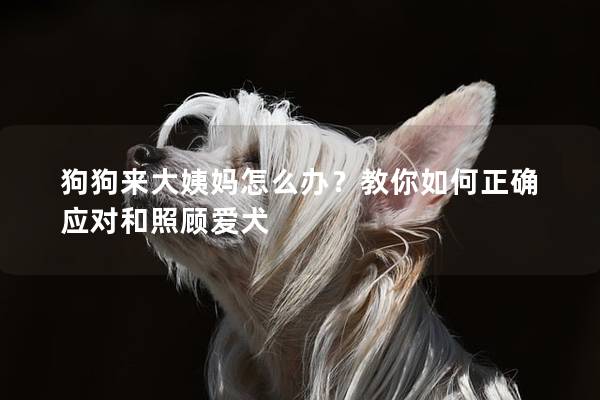 狗狗来大姨妈怎么办？教你如何正确应对和照顾爱犬