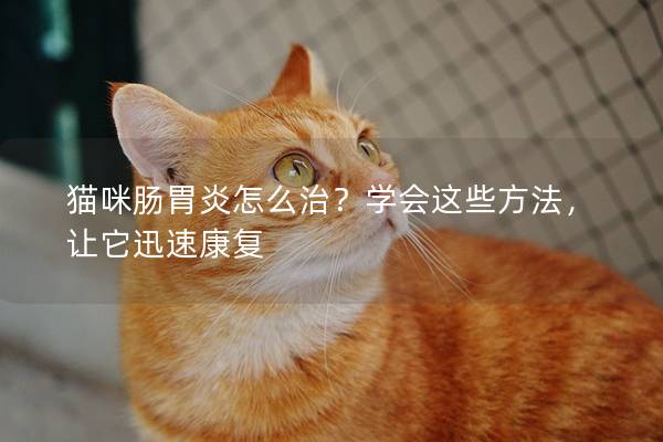 猫咪肠胃炎怎么治？学会这些方法，让它迅速康复