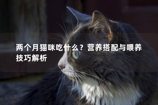 两个月猫咪吃什么？营养搭配与喂养技巧解析