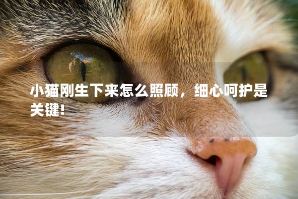 小猫刚生下来怎么照顾，细心呵护是关键!