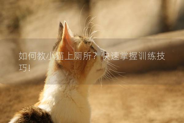 如何教小猫上厕所？快速掌握训练技巧!