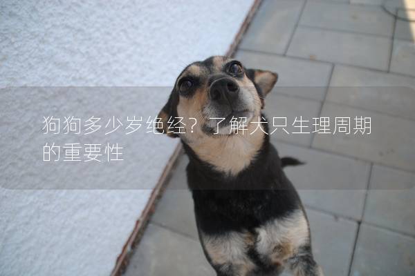 狗狗多少岁绝经？了解犬只生理周期的重要性