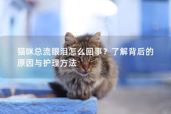 猫咪总流眼泪怎么回事？了解背后的原因与护理方法