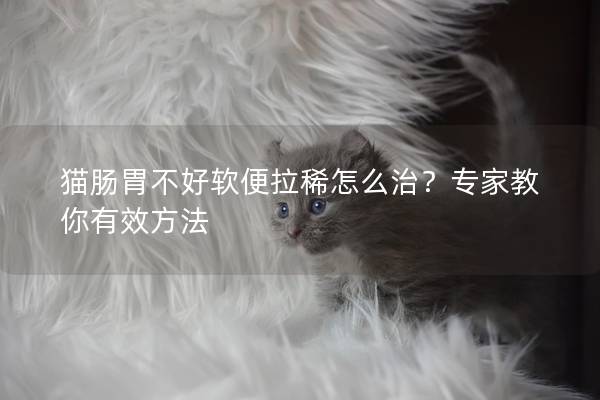 猫肠胃不好软便拉稀怎么治？专家教你有效方法