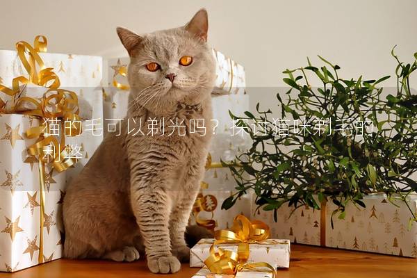 猫的毛可以剃光吗？探讨猫咪剃毛的利弊