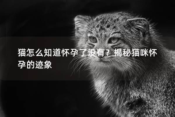 猫怎么知道怀孕了没有？揭秘猫咪怀孕的迹象