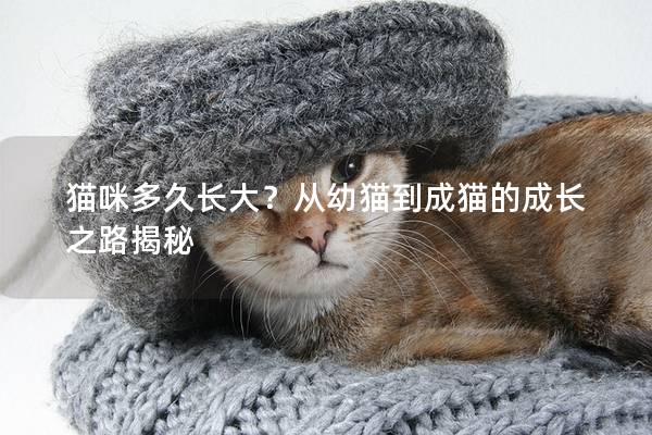 猫咪多久长大？从幼猫到成猫的成长之路揭秘