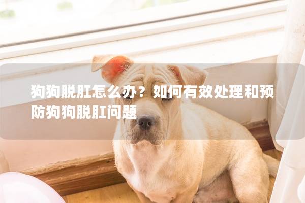 狗狗脱肛怎么办？如何有效处理和预防狗狗脱肛问题