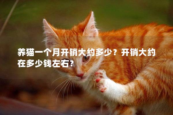 养猫一个月开销大约多少？开销大约在多少钱左右？