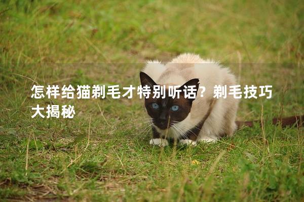 怎样给猫剃毛才特别听话？剃毛技巧大揭秘