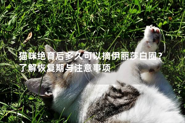 猫咪绝育后多久可以摘伊丽莎白圈？了解恢复期与注意事项