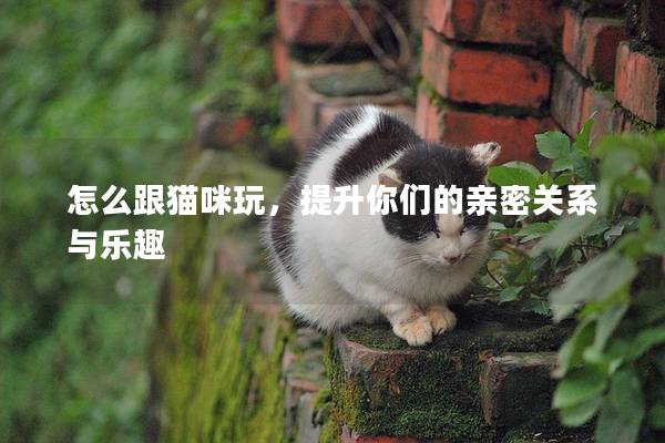 怎么跟猫咪玩，提升你们的亲密关系与乐趣