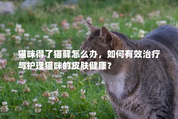 猫咪得了猫藓怎么办，如何有效治疗与护理猫咪的皮肤健康？