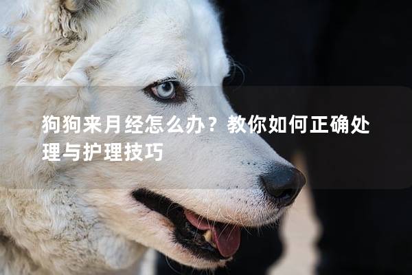 狗狗来月经怎么办？教你如何正确处理与护理技巧