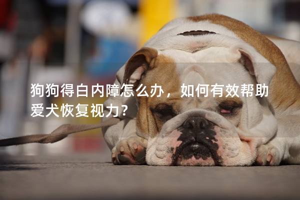 狗狗得白内障怎么办，如何有效帮助爱犬恢复视力？