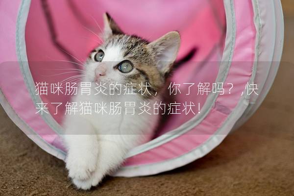 猫咪肠胃炎的症状，你了解吗？,快来了解猫咪肠胃炎的症状!