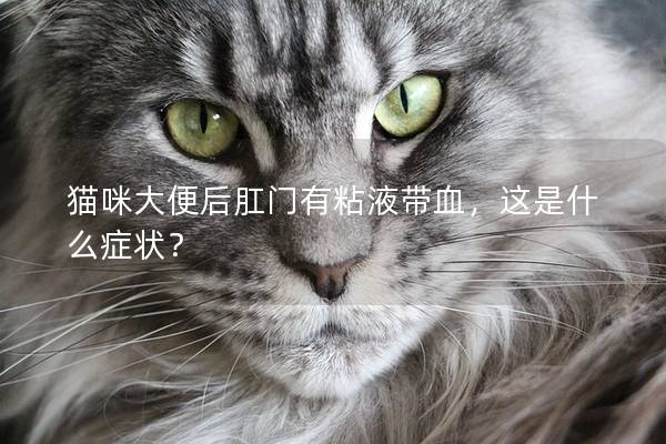 猫咪大便后肛门有粘液带血，这是什么症状？