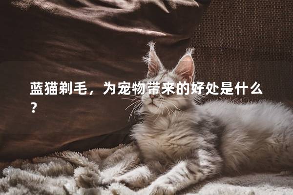 蓝猫剃毛，为宠物带来的好处是什么？