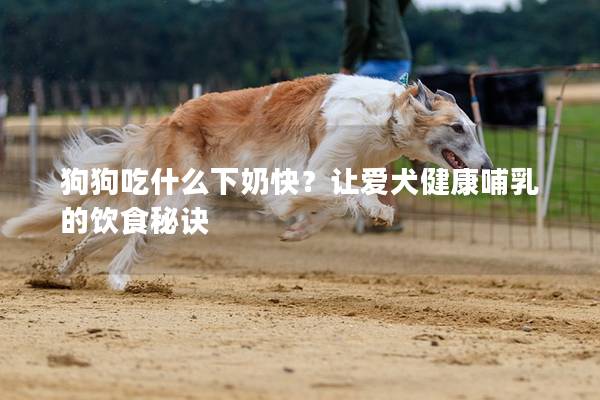 狗狗吃什么下奶快？让爱犬健康哺乳的饮食秘诀