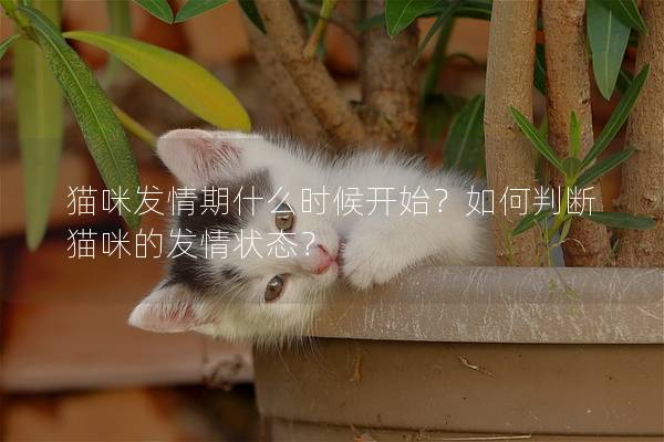 猫咪发情期什么时候开始？如何判断猫咪的发情状态？