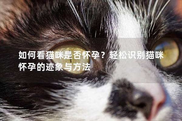 如何看猫咪是否怀孕？轻松识别猫咪怀孕的迹象与方法