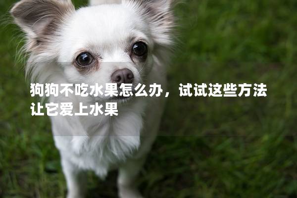 狗狗不吃水果怎么办，试试这些方法让它爱上水果