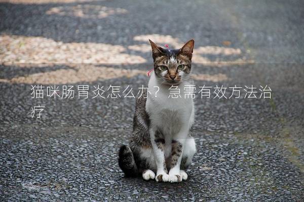 猫咪肠胃炎怎么办？急需有效方法治疗