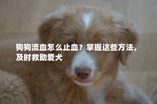 狗狗流血怎么止血？掌握这些方法，及时救助爱犬