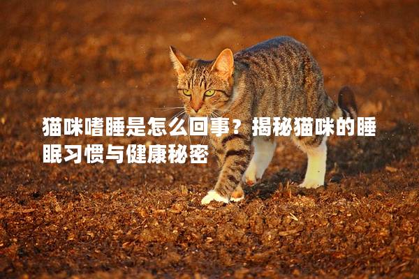 猫咪嗜睡是怎么回事？揭秘猫咪的睡眠习惯与健康秘密