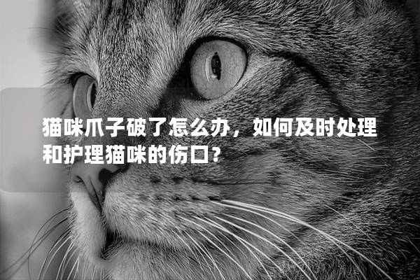 猫咪爪子破了怎么办，如何及时处理和护理猫咪的伤口？